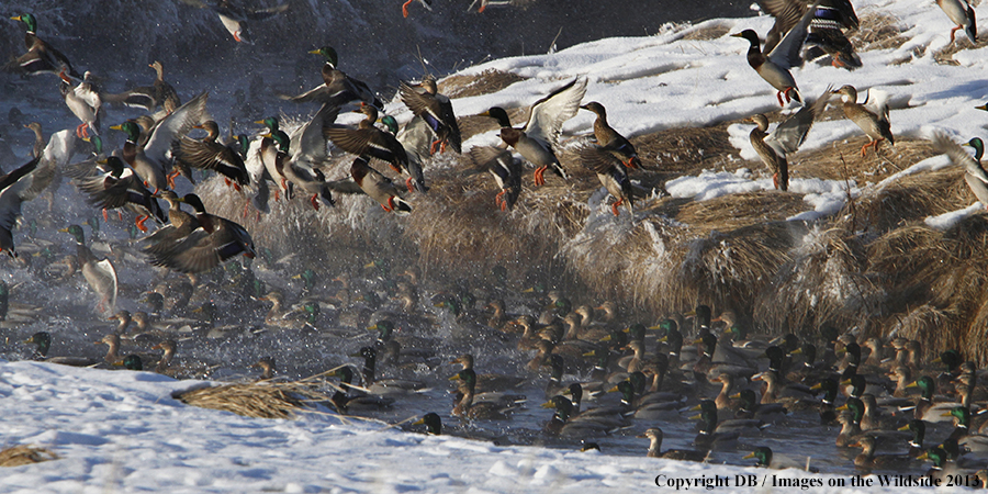 Mallards taking flight.
