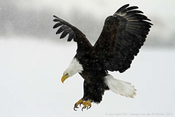 Bald eagle in flight.  