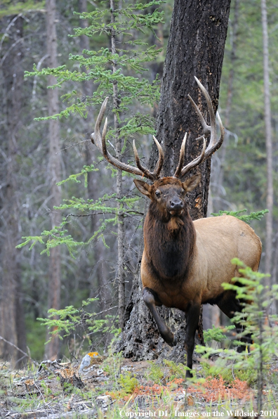 Rocky Mountain Bull Elk