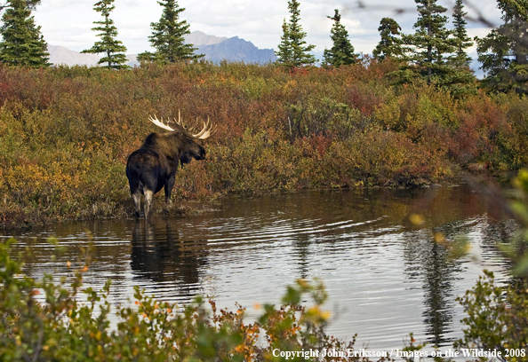 Alaskan Moose in Habitat