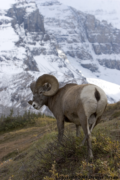 Mountain bighorn sheep (ram).