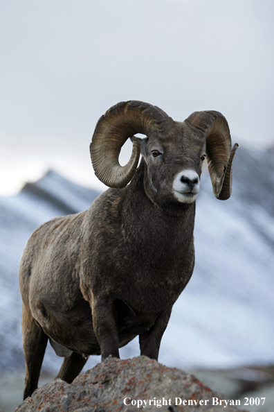 Rocky Mountain Bighorn Sheep
