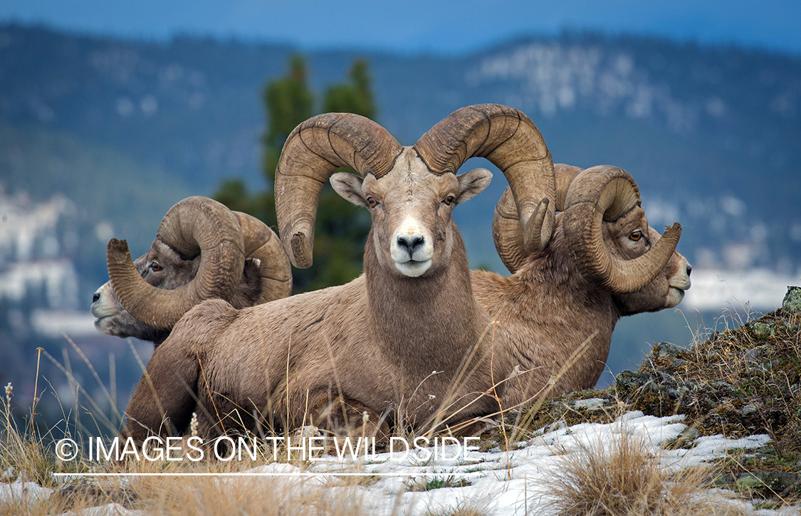 Bighorn sheep rams in habitat.