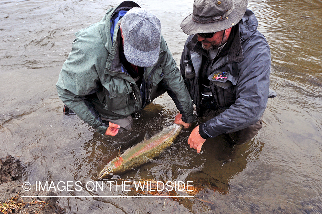 Steelhead flyfishermen releasing steelhead fish in Canada.