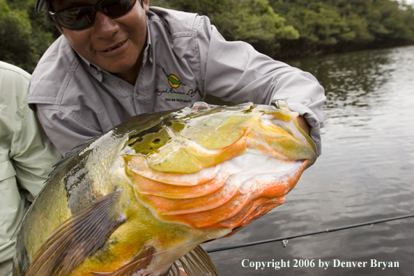Fishermen holding Peacock Bass