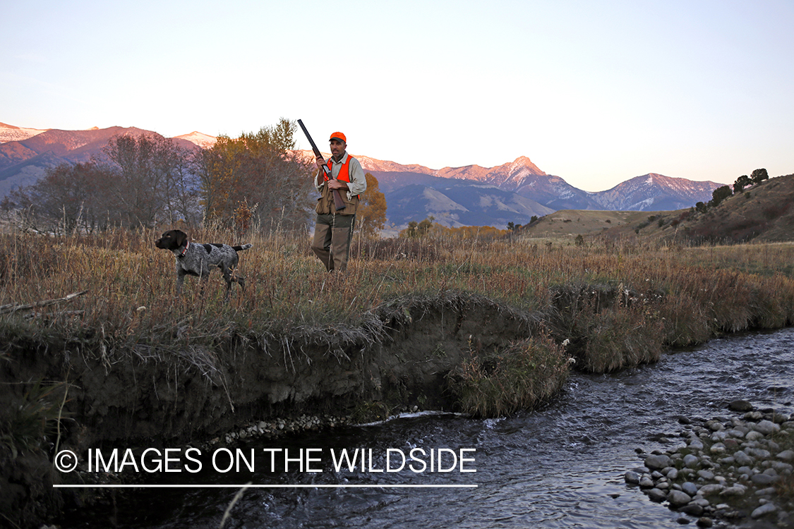 Upland game bird hunter in field with Griffon Pointer.