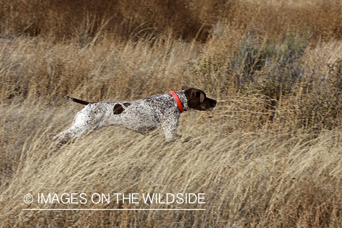 Braque Francais pointer on point.