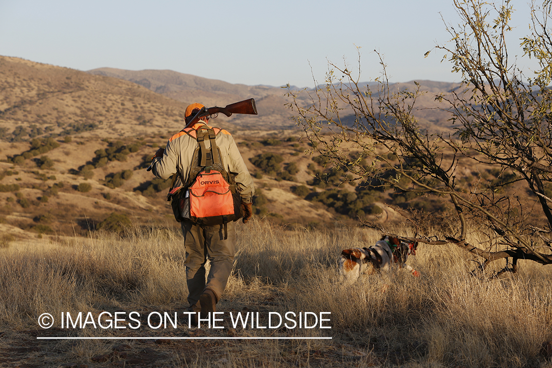 Mearns quail hunting with Brittany Spaniels.