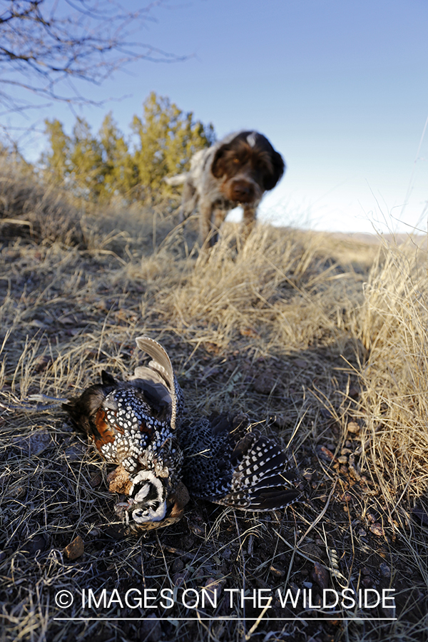 Tsavo (wirehaired pointing griffon) retrieving Mearns quail.