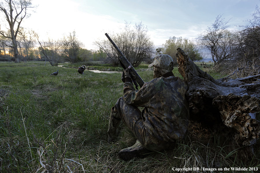 Turkey hunter shooting at gobbler with hen decoy.