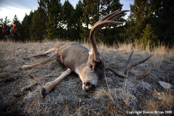 Hunters with Mule Deer