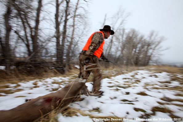 Hunter dragging downed buck. 