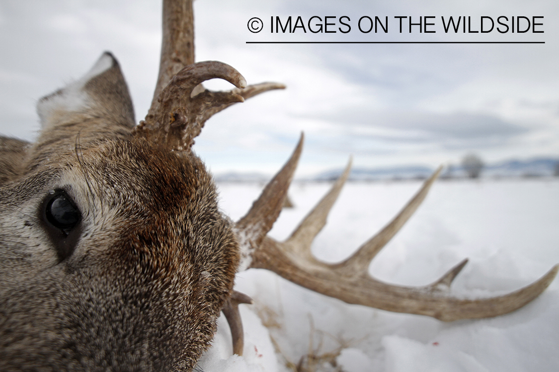 Downed white-tailed deer in field.