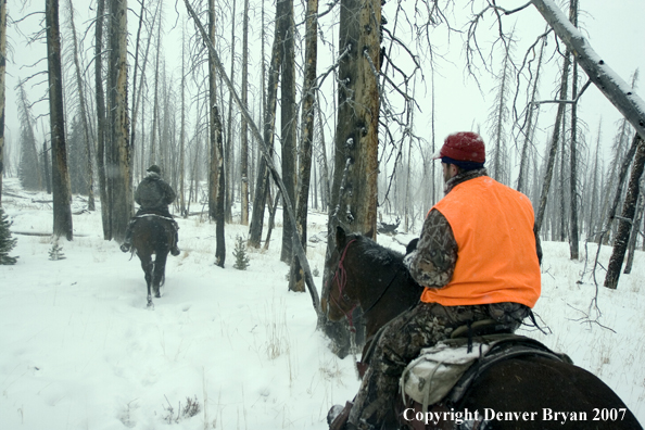 Elk hunter getting horse ready to ride out