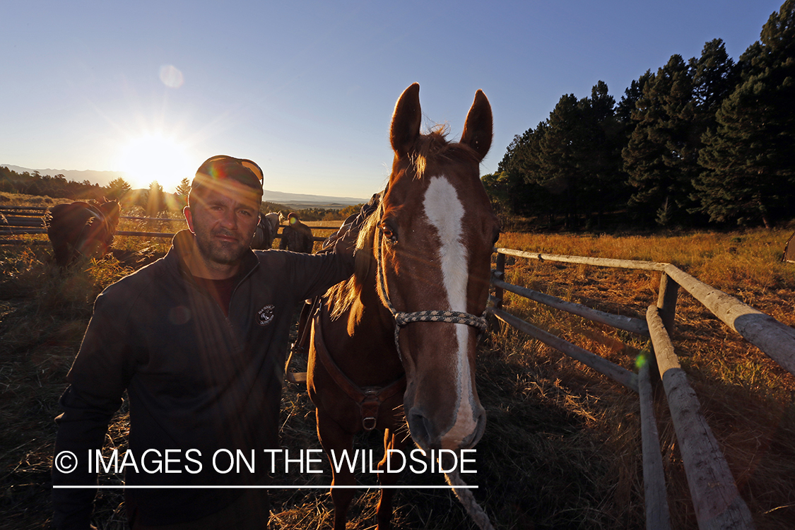 Trail horses with bowhunter at elk hunting campsite.
