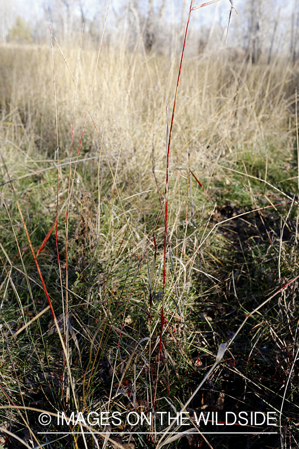 Blood trail of big game animal.