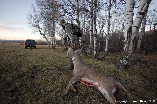 Bowhunter with bagged whitetail buck.