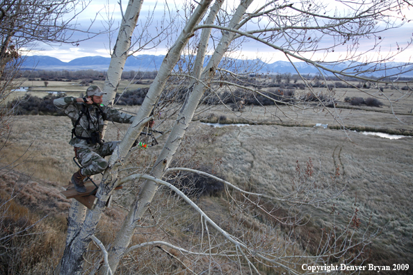 Bowhunter aiming from tree stand.