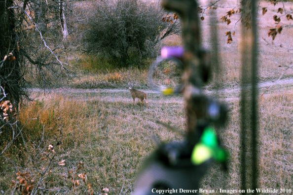 Bowhunter's view of a white-tail buck from a treestand with bow in foreground. 
