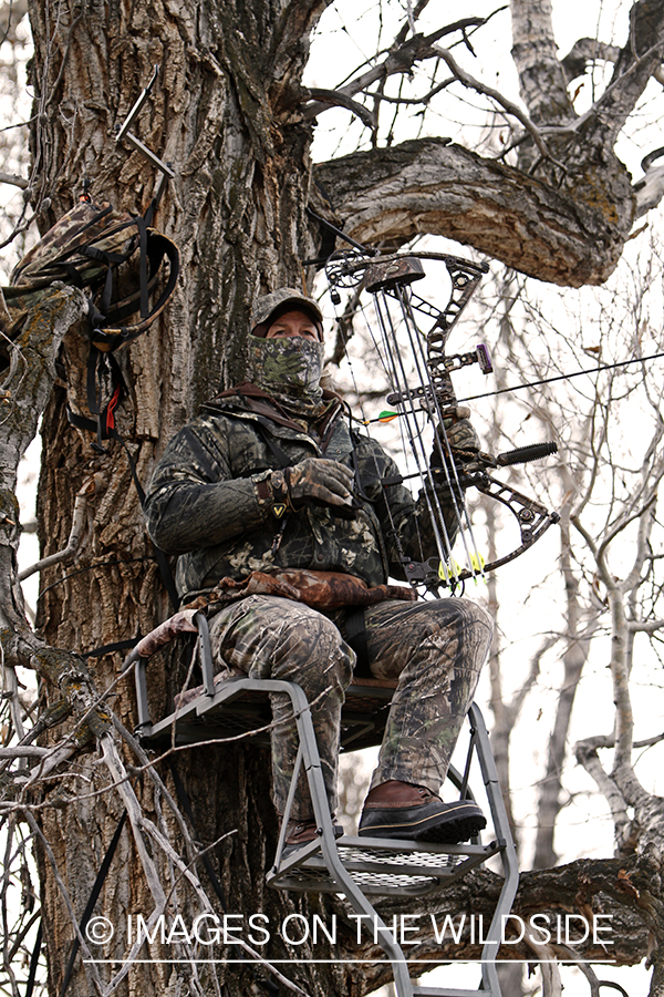Bowhunter scouting for big game from tree stand. 