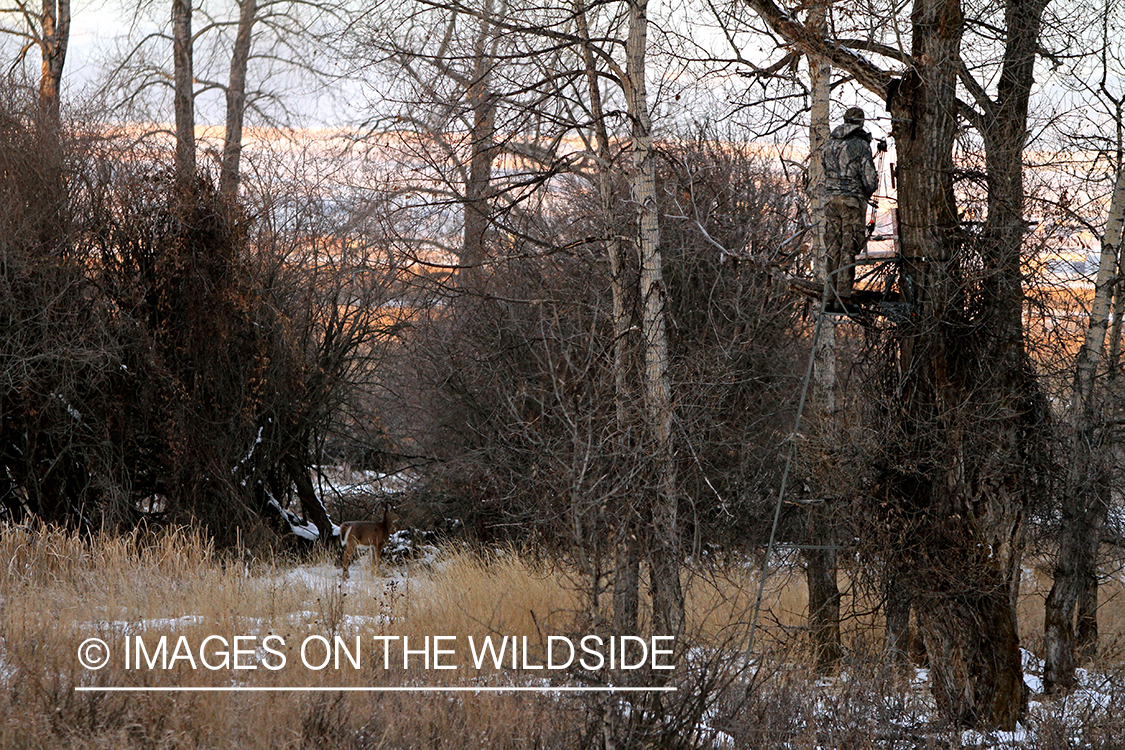 Bowhunter in tree stand with passing small white-tailed doe.