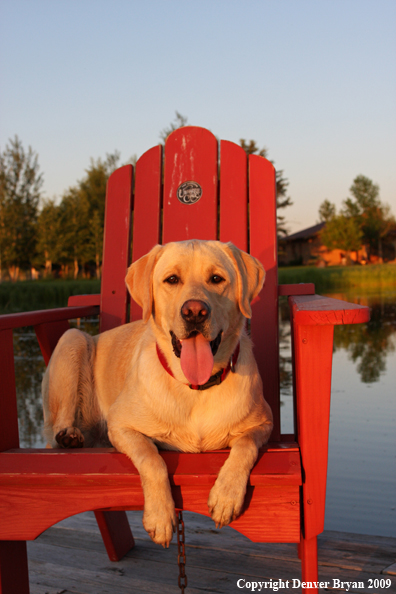 Yellow Labrador Retriever in chair
