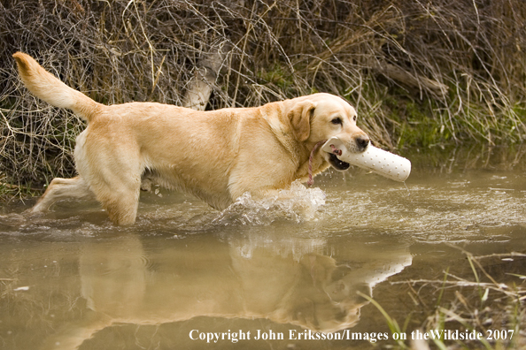 Yellow Labrador Retriever