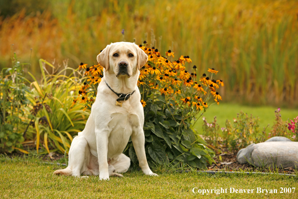 Yellow Labrador Retriever