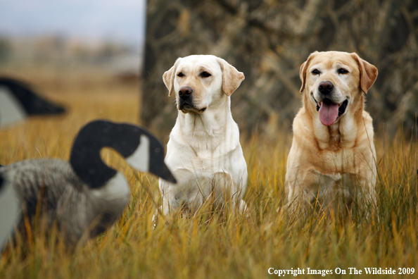 Yellow Labrador Retrievers with Geese Decoys