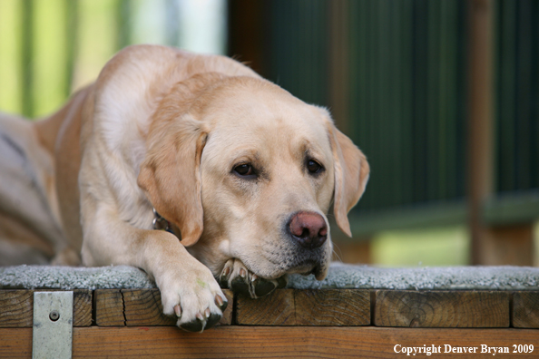 Yellow Labrador Retriever on deck