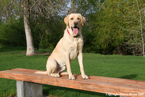 Yellow Labrador Retriever on bench