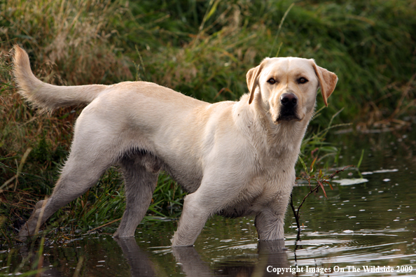 Yellow Labrador Retriever in field