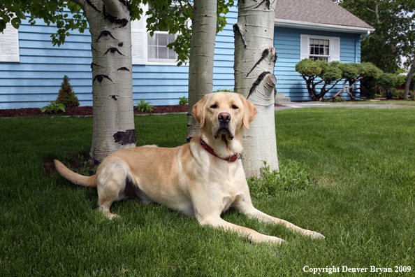 Yellow Labrador Retriever in yard