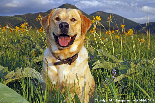 Yellow Labrador Retriever.