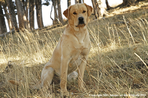 Yellow Labrador Retriever.