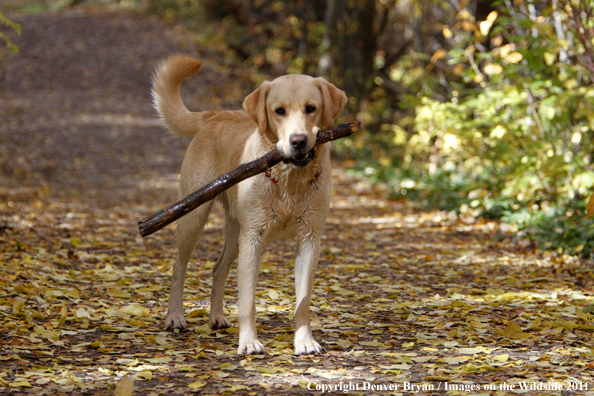 Yellow Labrador Retriever with stick. 