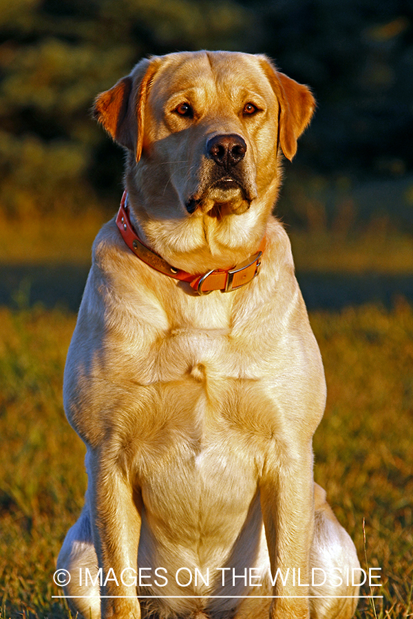 Yellow Labrador Retriever