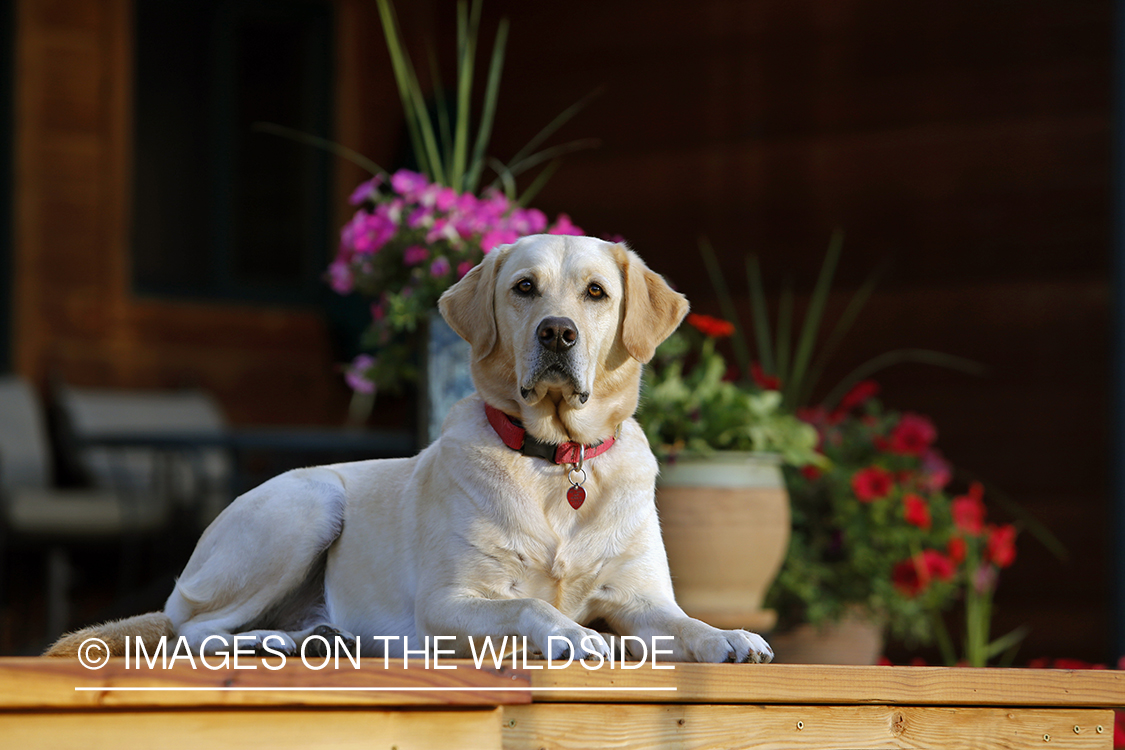 Yellow Labrador Retriever