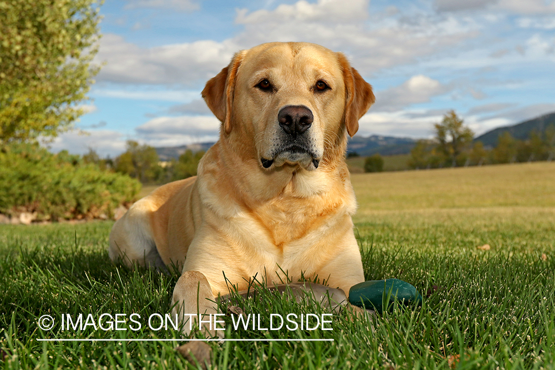 Yellow Labrador Retriever with mallard dummy.