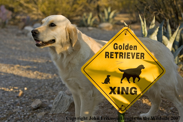 Golden Retriever by sign