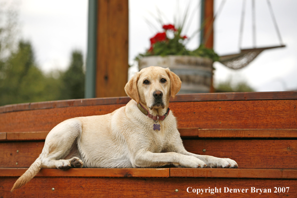 Yellow Labrador Retriever