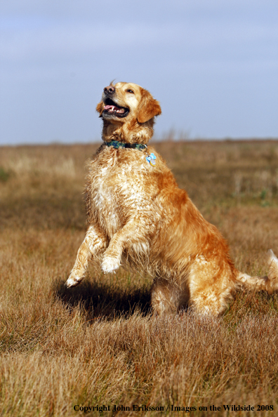 Golden Retriever