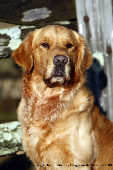 Golden Retriever