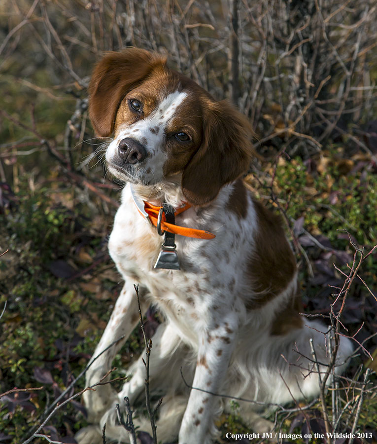 French Brittany Spaniel