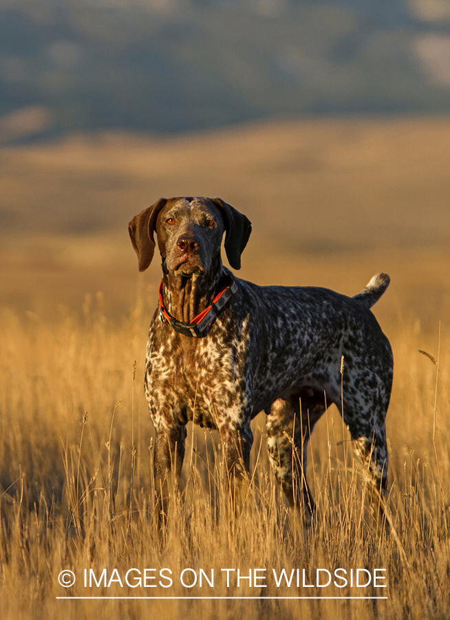 German Shorthaired Pointer in field. 