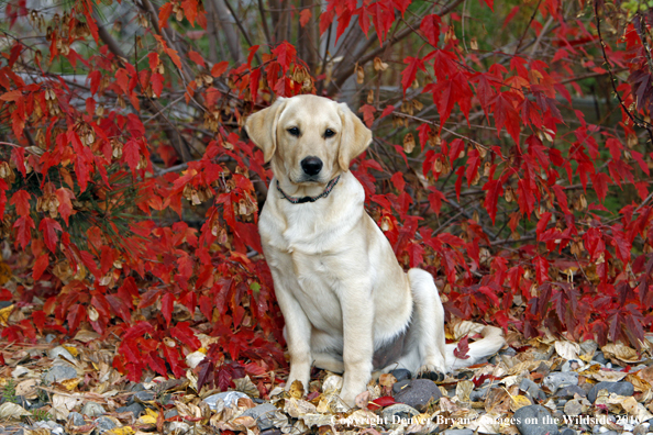 Yellow Labrador Retriever Puppy