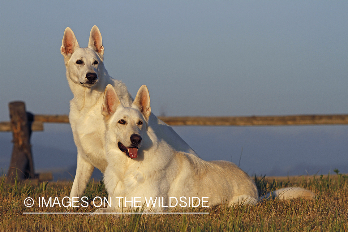 White German Shepherds