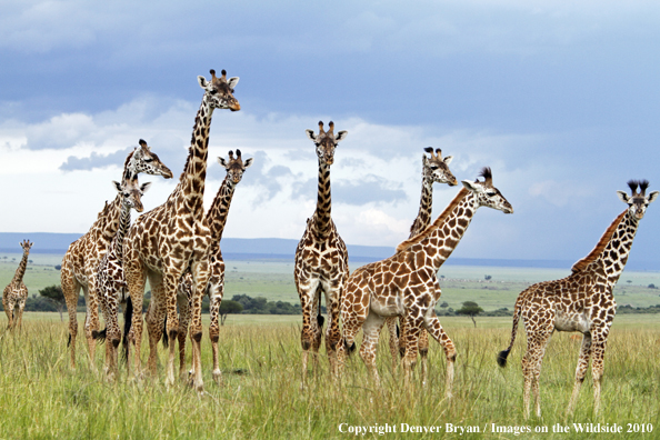 Masai Giraffe Herd