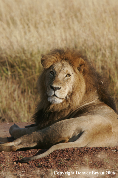 African lion laying