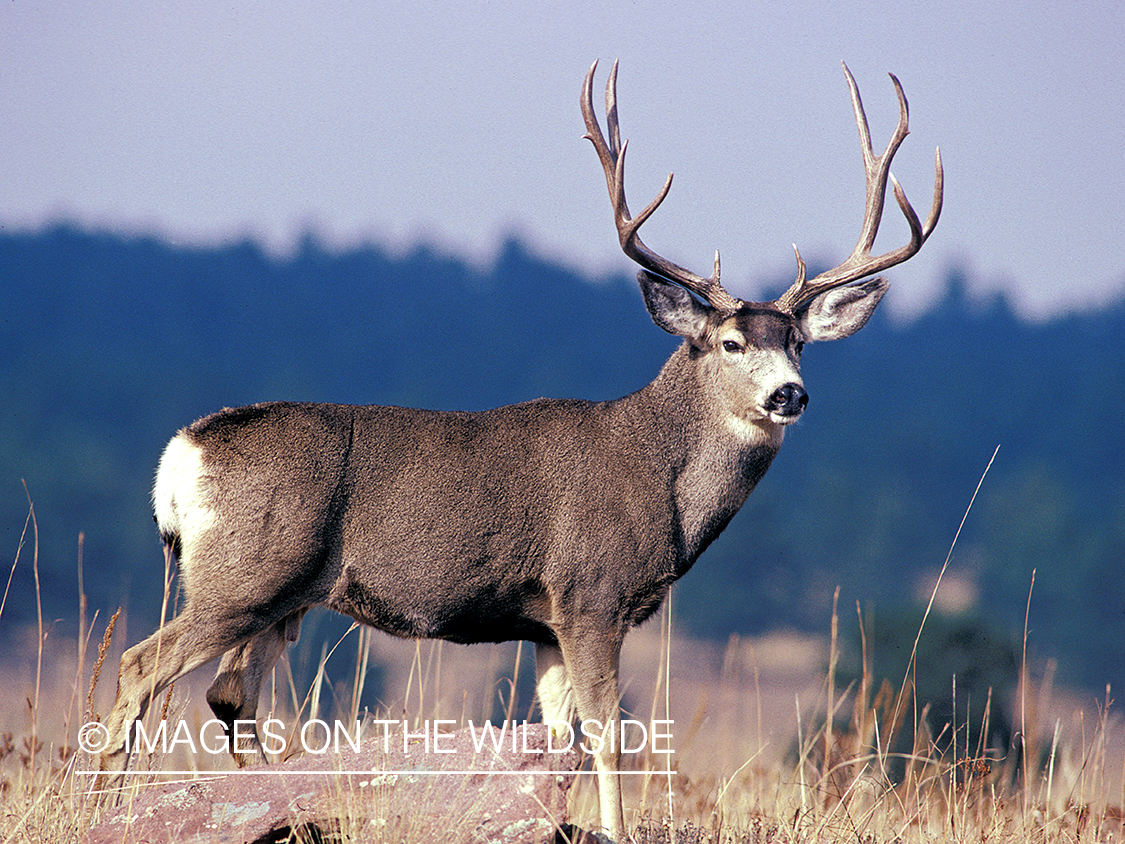 Mule deer in habitat.